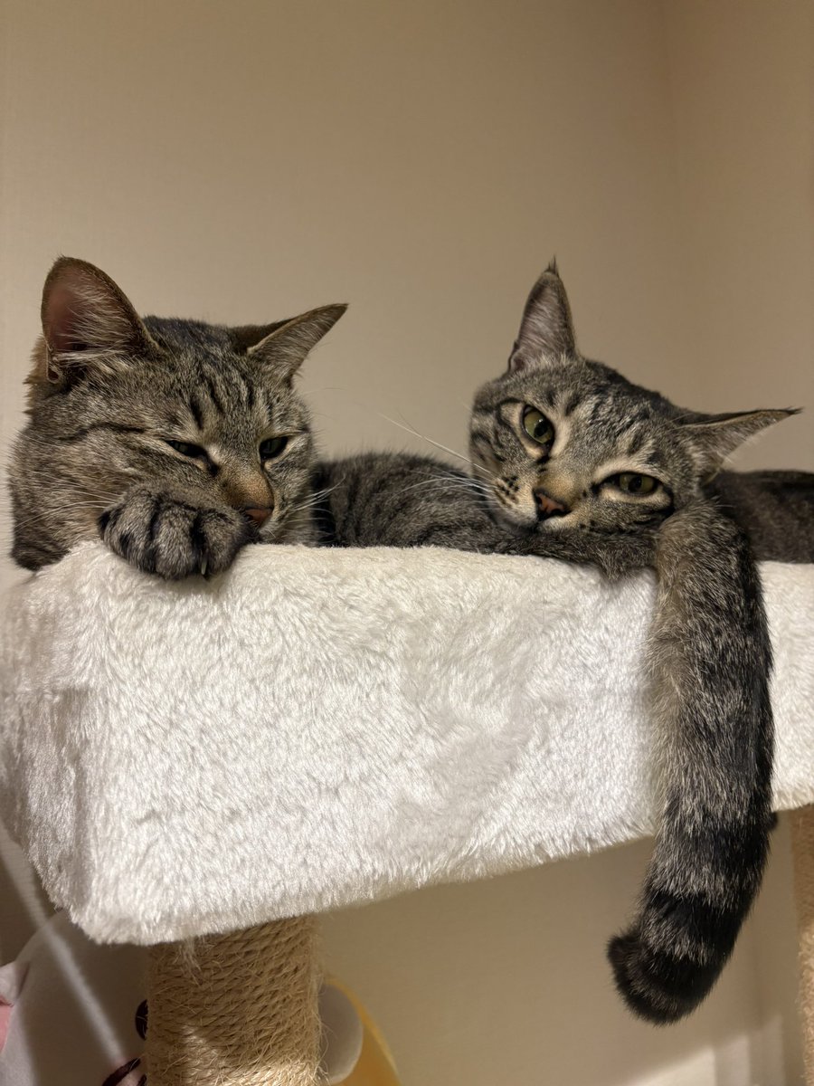 すずつむふう【我が家の可愛い猫’s】 tweet media