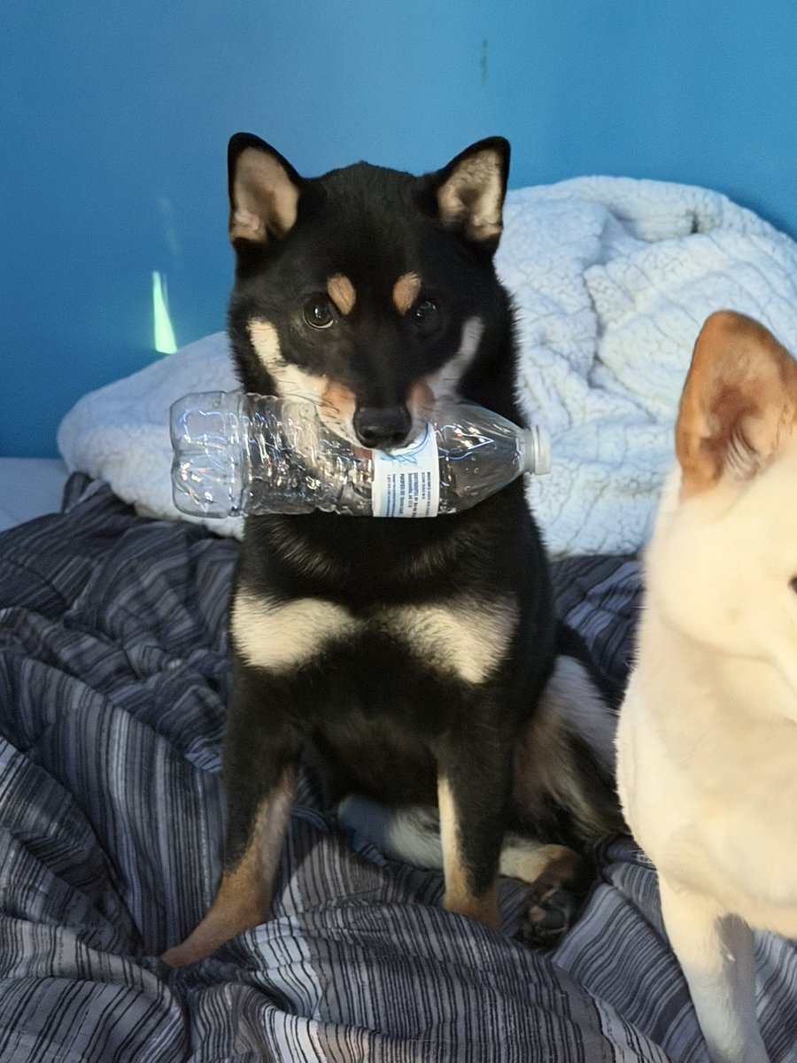 nemonemo tweet media