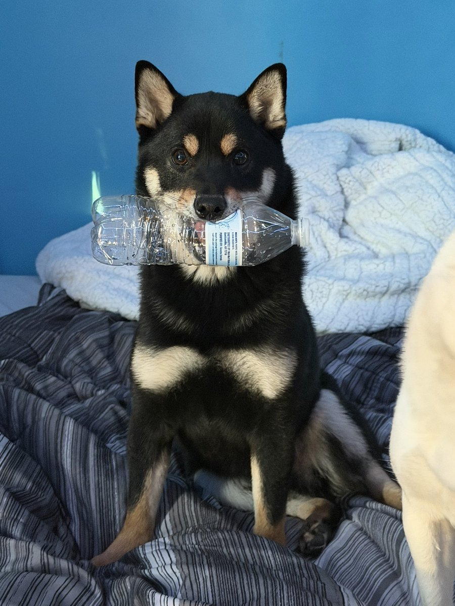 nemonemo tweet media