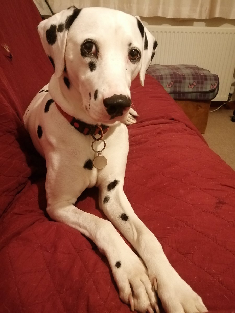 janette__31's tweet image. Friends, I may have done something a bit naughty today? 🤔 I was out with my dog walker when I came across a lovely heap of 🐎 💩 It was too much temptation! 😀 I had a quick roll and a mouthful before I was persuaded to stop 🤭 I smell wonderful 😊
#dogsoftwitter
#ZSHQ