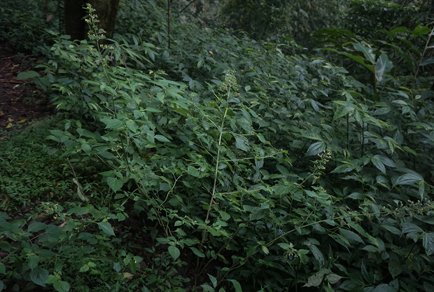 Phytotaxa's tweet image. Revision of Microtoena (#Lamiaceae) in Java, #Indonesia
#taxonomy 
doi.org/10.11646/phyto…