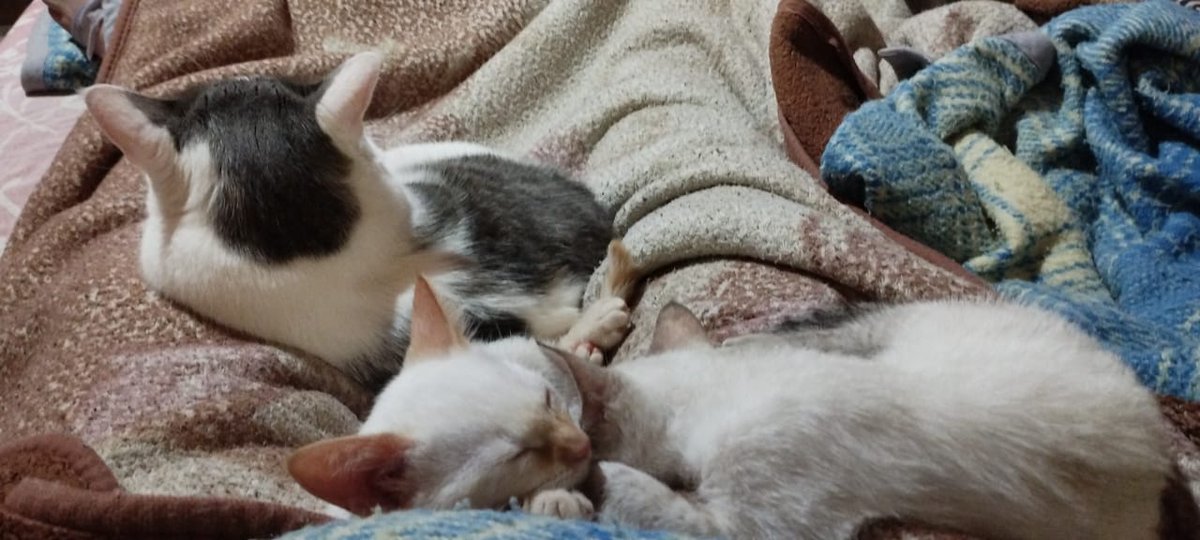 v de vinagre tweet media