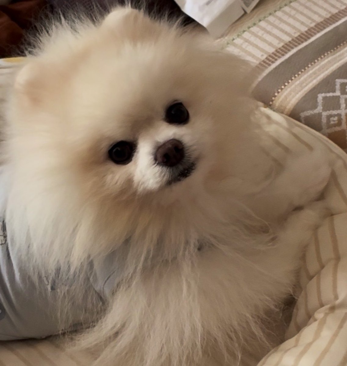 はち𐔌՞⁔•͈ ·̫ •͈⁔՞𐦯Pome𝐋𝐨𝐯𝐞🐾﹏𓈒𓂂𓏸 tweet media