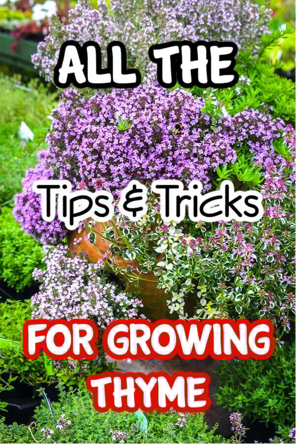 Dian_Farmer_'s tweet image. Growing Thyme: Everything You Need to Know

dianfarmer.com/how-to-grow-th…
#gardeningismytherapy #gardensofinstagram #vegetables #organicgardening