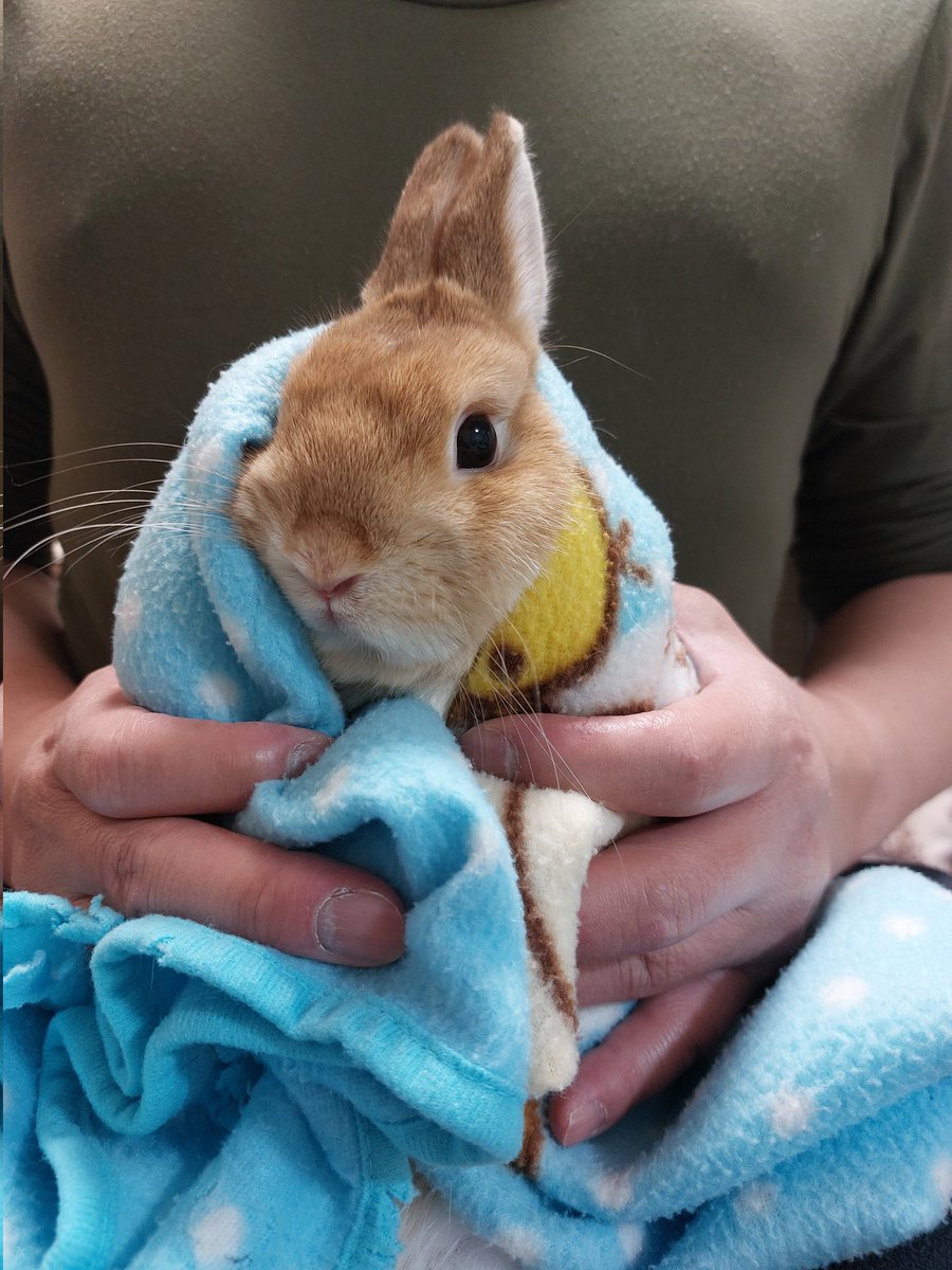 komugi-tsumugi-usa🐰（komugiko） tweet media