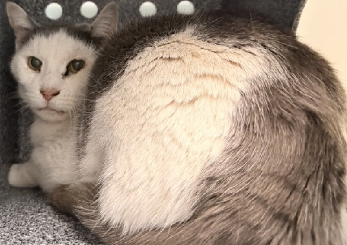 JLthekid9999's tweet image. 🆘🆘 LOKI-LI (ID 751791), 10 YO,  MALE–  IN QUEENS ACC - came into the shelter as a stray on 4/11/2026.    🆘🆘 😿 😿 😿 😿

➡️TBD 4/18/26

➡️ SENIOR ALERT

➡️ MEDICAL PRIORITY – NEEDS MORE CARE AND ATTENTION THAN THE SHELTER CAN PROVIDE – IN FELINE ICU

➡️ 🆘🆘  1ST Chance on