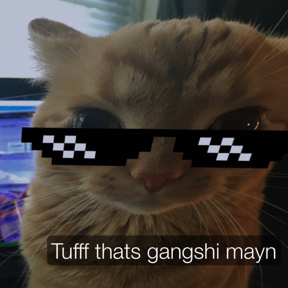 GaK (@gakstercat) on Twitter photo 