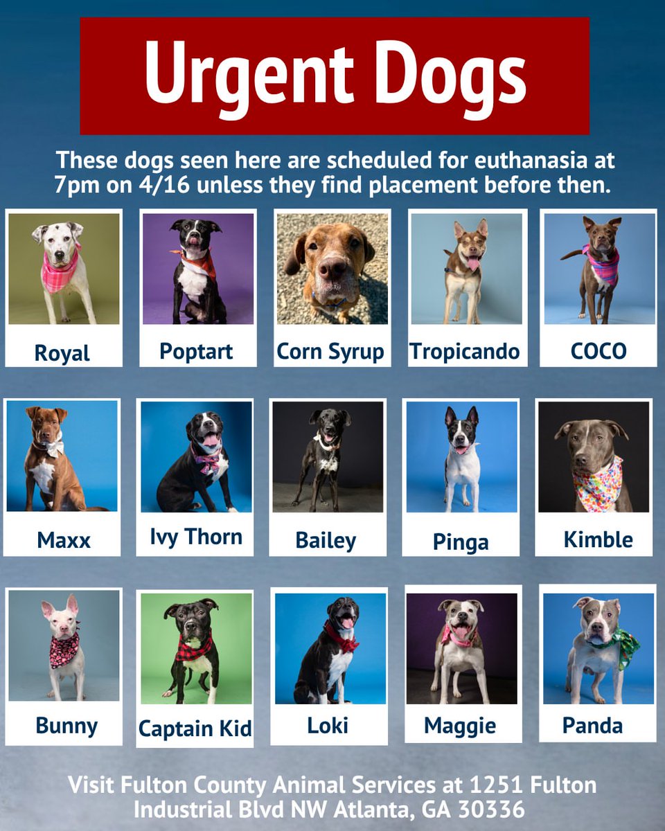 8415_n's tweet image. @RMGDogs @pawsinmidga @4everHomeRescue 
Can you please help Loki &amp;amp; the pups in #fultoncounty #fultoncountyGA who urgently need rescue? 

Please also share with your network partners! (30 pups in need)