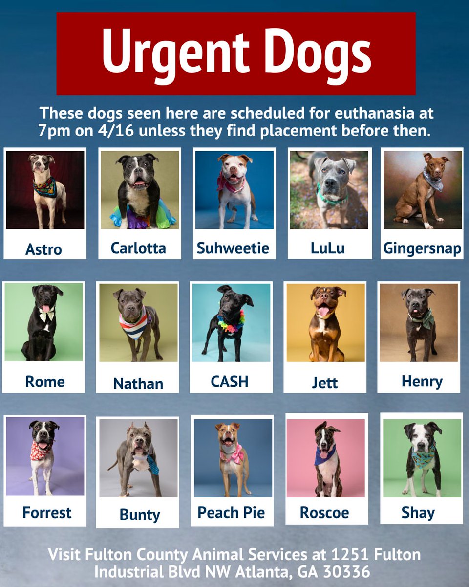 8415_n's tweet image. @RMGDogs @pawsinmidga @4everHomeRescue 
Can you please help Loki &amp;amp; the pups in #fultoncounty #fultoncountyGA who urgently need rescue? 

Please also share with your network partners! (30 pups in need)