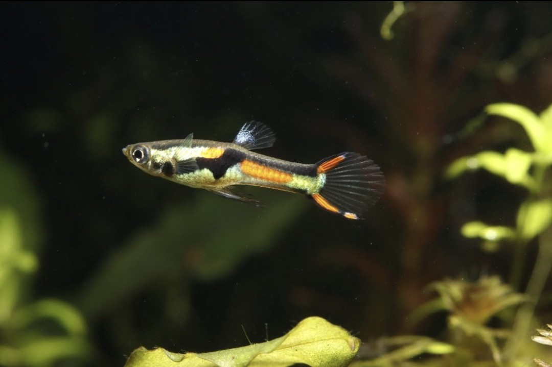 endlerslove tweet media