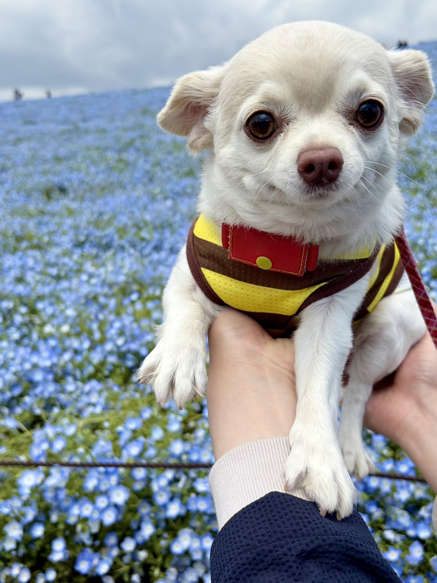 はまち tweet media