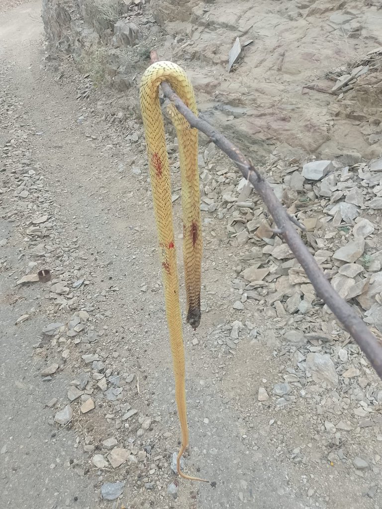 The Saudi Heart💚 tweet media