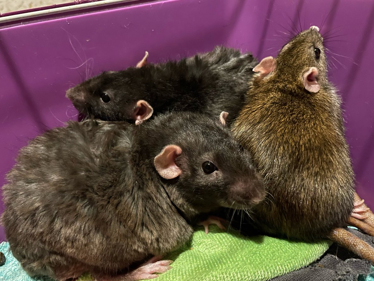 лезавр tweet media