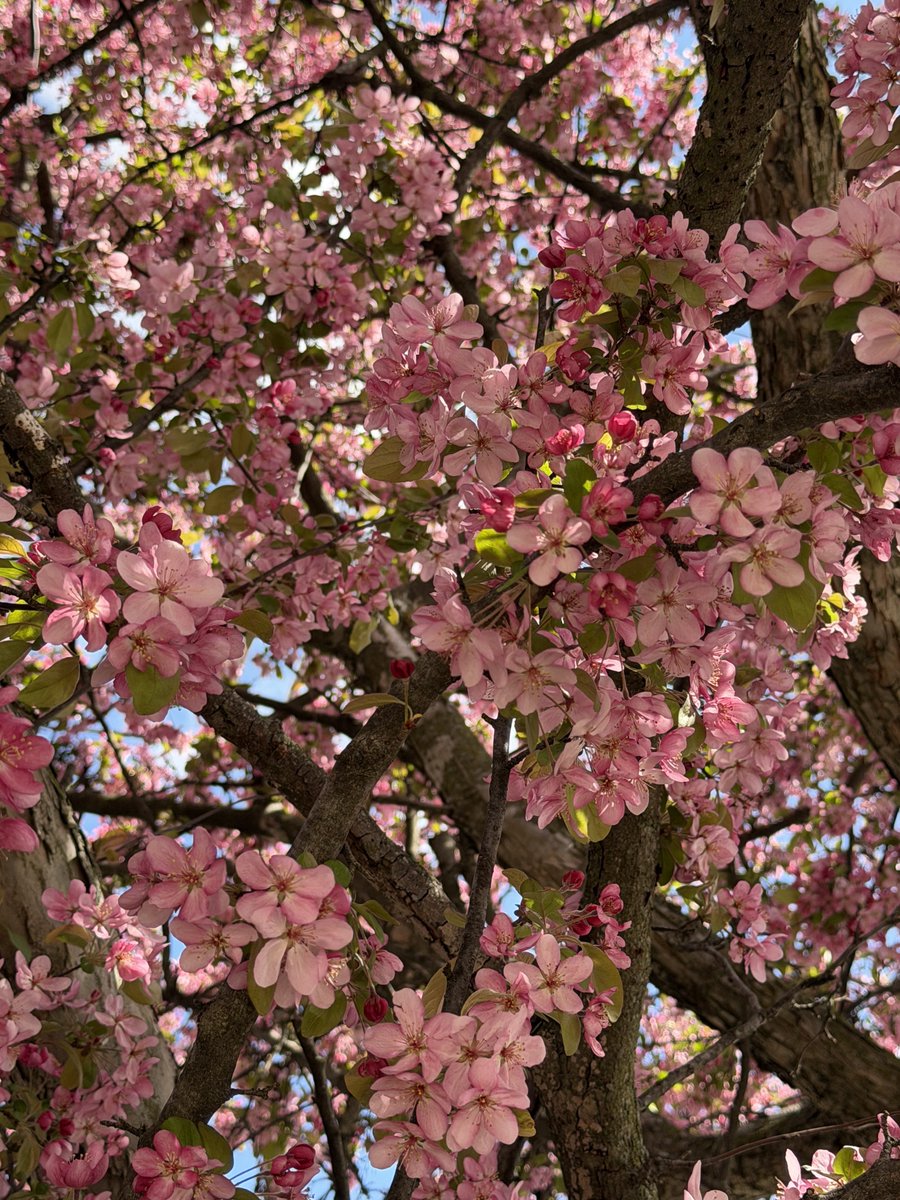 Ricky 🫑🍵 tweet media