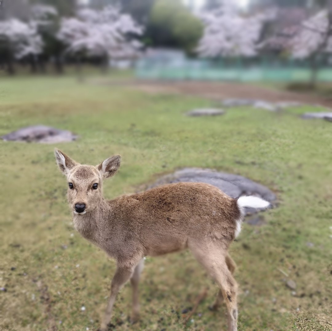 tencoro51 tweet media