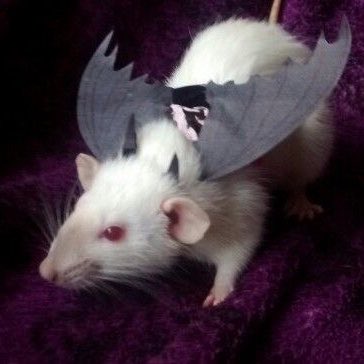 🐀ྀིྀིྀིྀིྀི tweet media