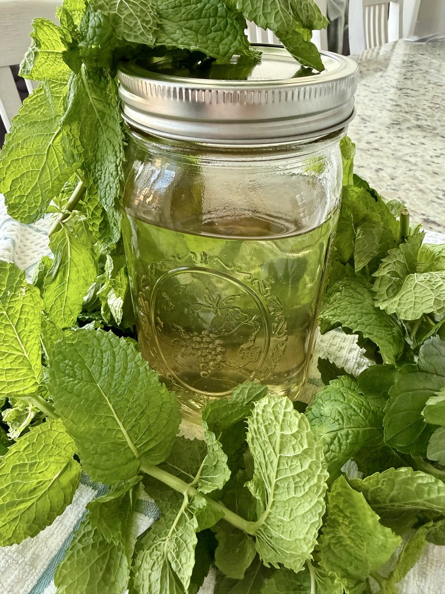 texasjillybean's tweet photo. Fresh mint leaves from a friend = mint infused simple syrup for all my summer drink needs 💚🌿🍵🍹☀️🌴 https://t.co/fUlKDfWmpB