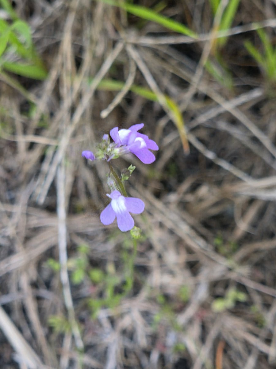 WAKABAYASHI0909 tweet media