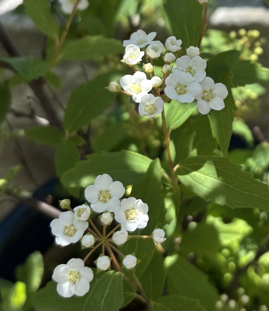 🌟pi-po244🎸👖🎵📎🐶 tweet media