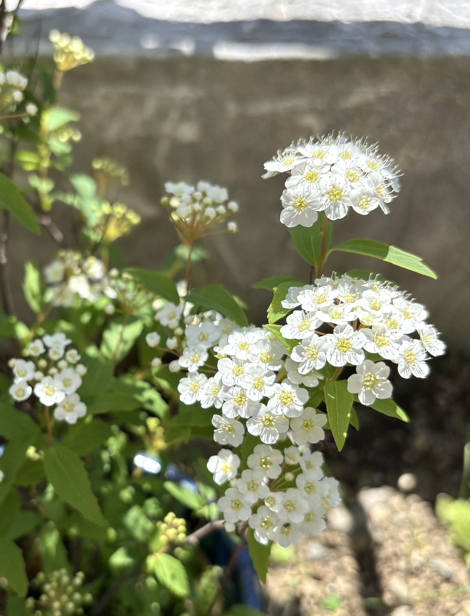 🌟pi-po244🎸👖🎵📎🐶 tweet media