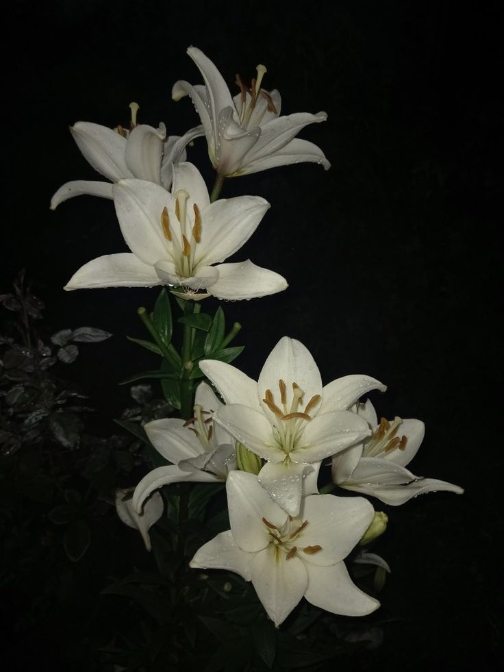 𝑺𝒆𝒗𝒆𝒓𝒖𝒔 tweet media