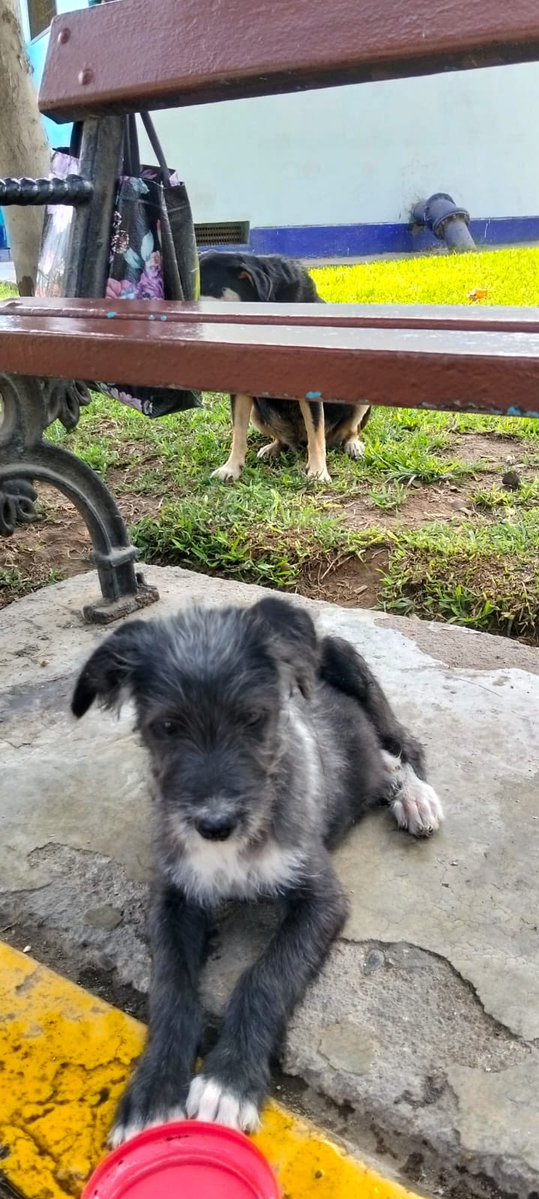 Pao Peralta 🐶 Rescatando Perritos 🇵🇪 tweet media