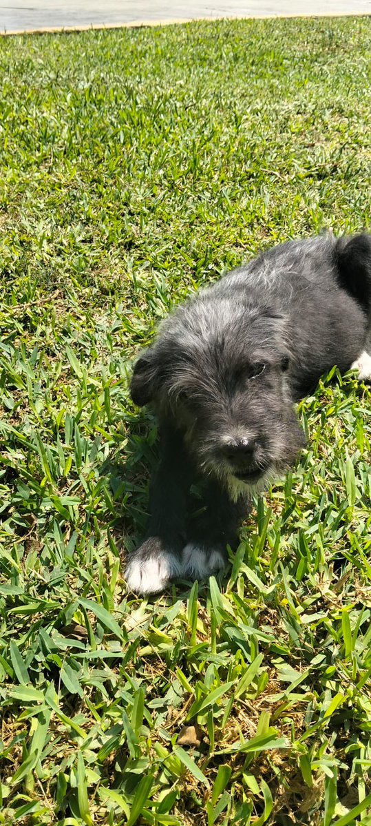 Pao Peralta 🐶 Rescatando Perritos 🇵🇪 tweet media