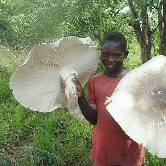 verygentleguy 🦂🦂 tweet media