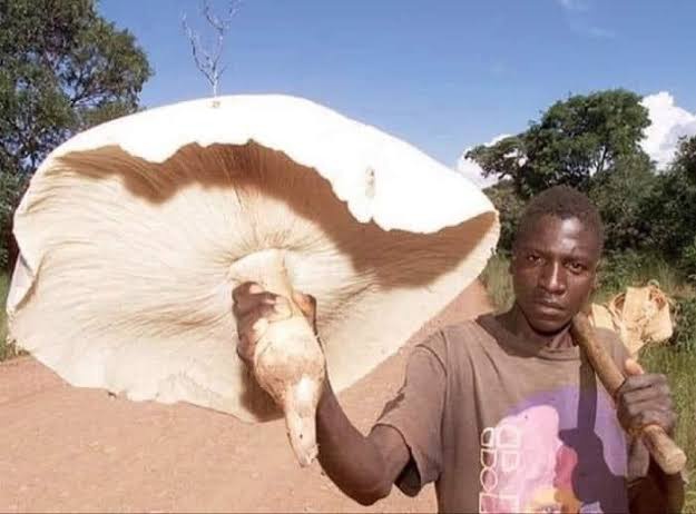 verygentleguy 🦂🦂 tweet media