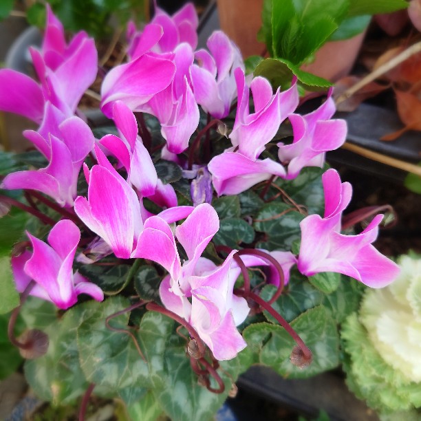 MinaCandy🍚(*･ω･)もぐもぐ tweet media