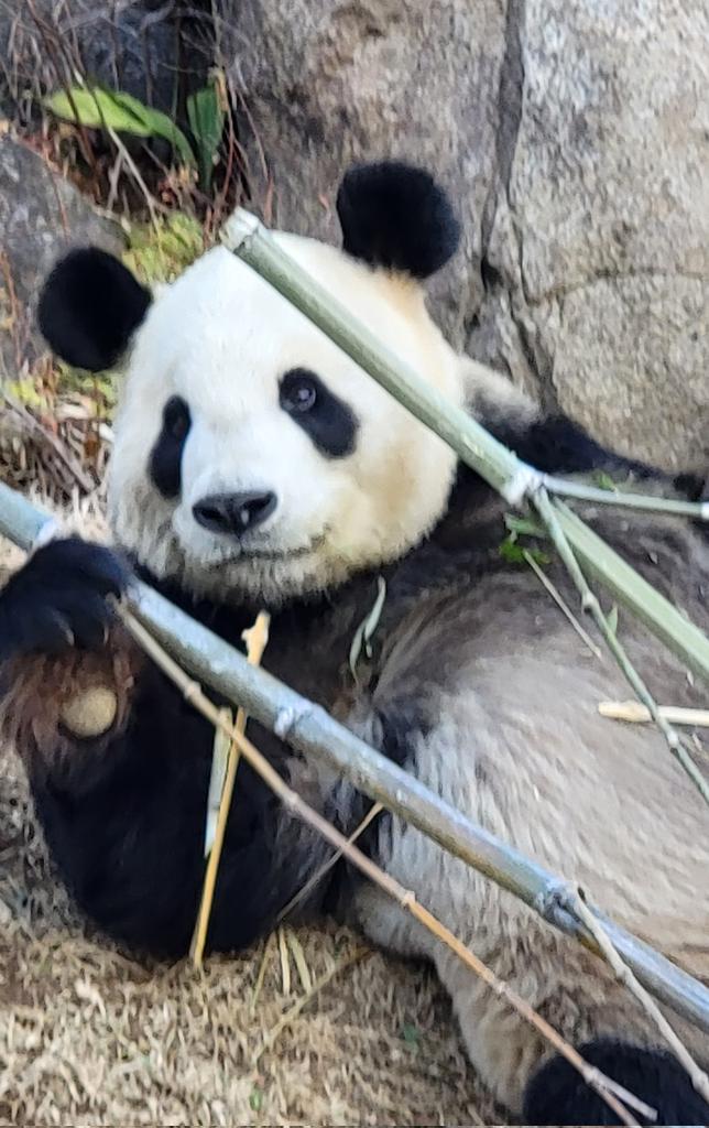 豆大福 tweet media