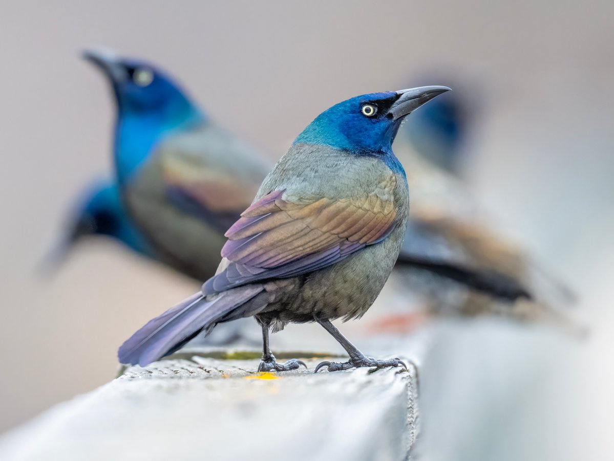 Jocelyn Anderson Photography tweet media