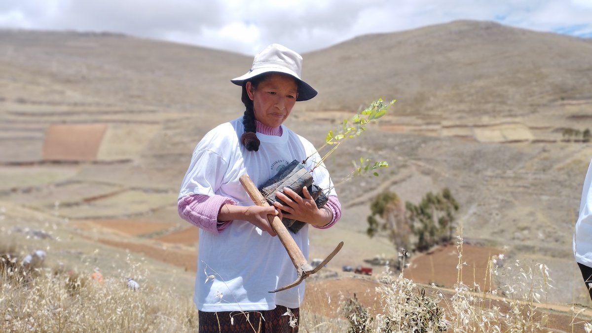 Reforest Trees tweet media