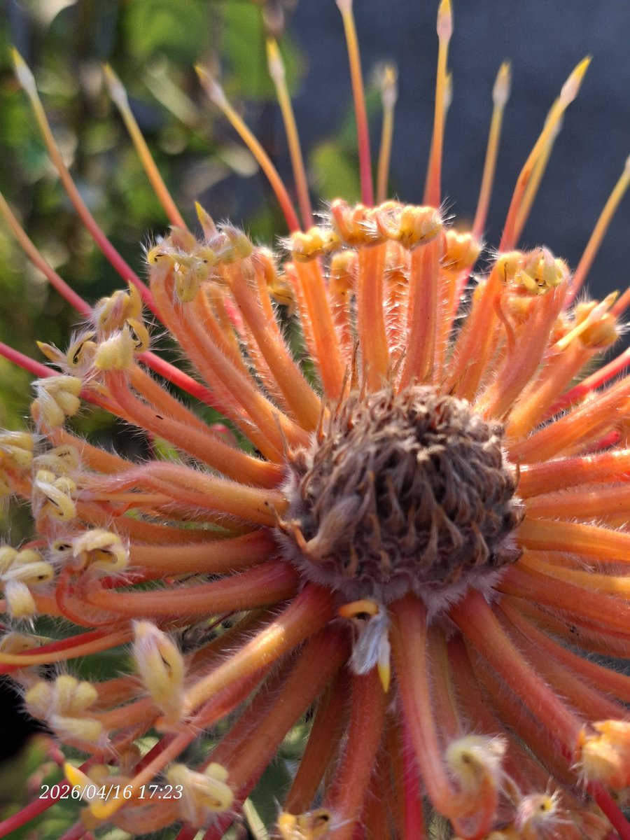 おはようございます
昨日、珍しい（私にとって）花と出会いました
ピンクッション　です
学名はリューコスペルマム　
どこで区切って読めば良いのか？です

楽しい週末をお迎えください