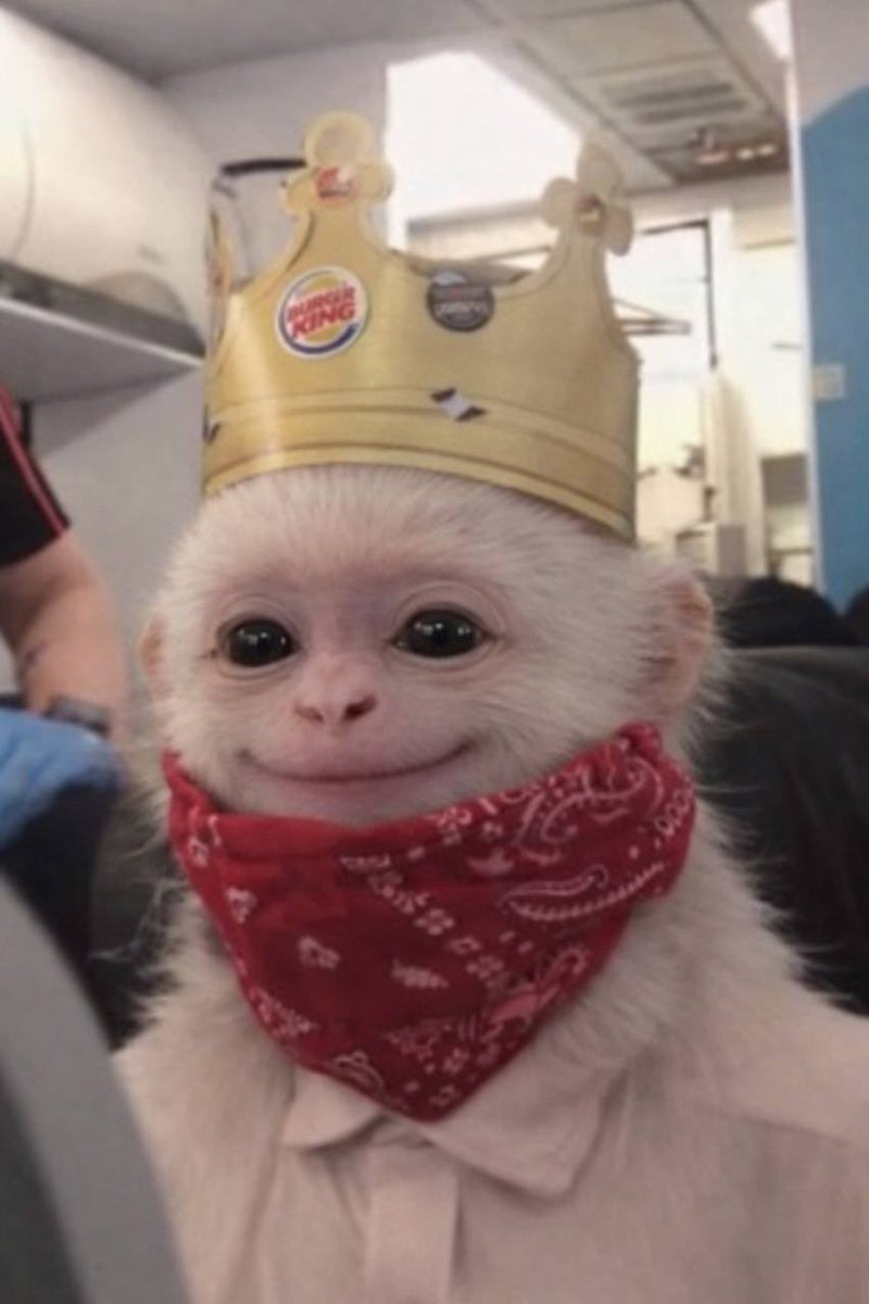 aryan monkey tweet media