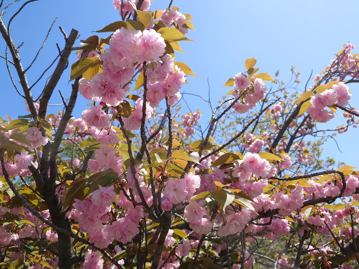 まっちゃん tweet media