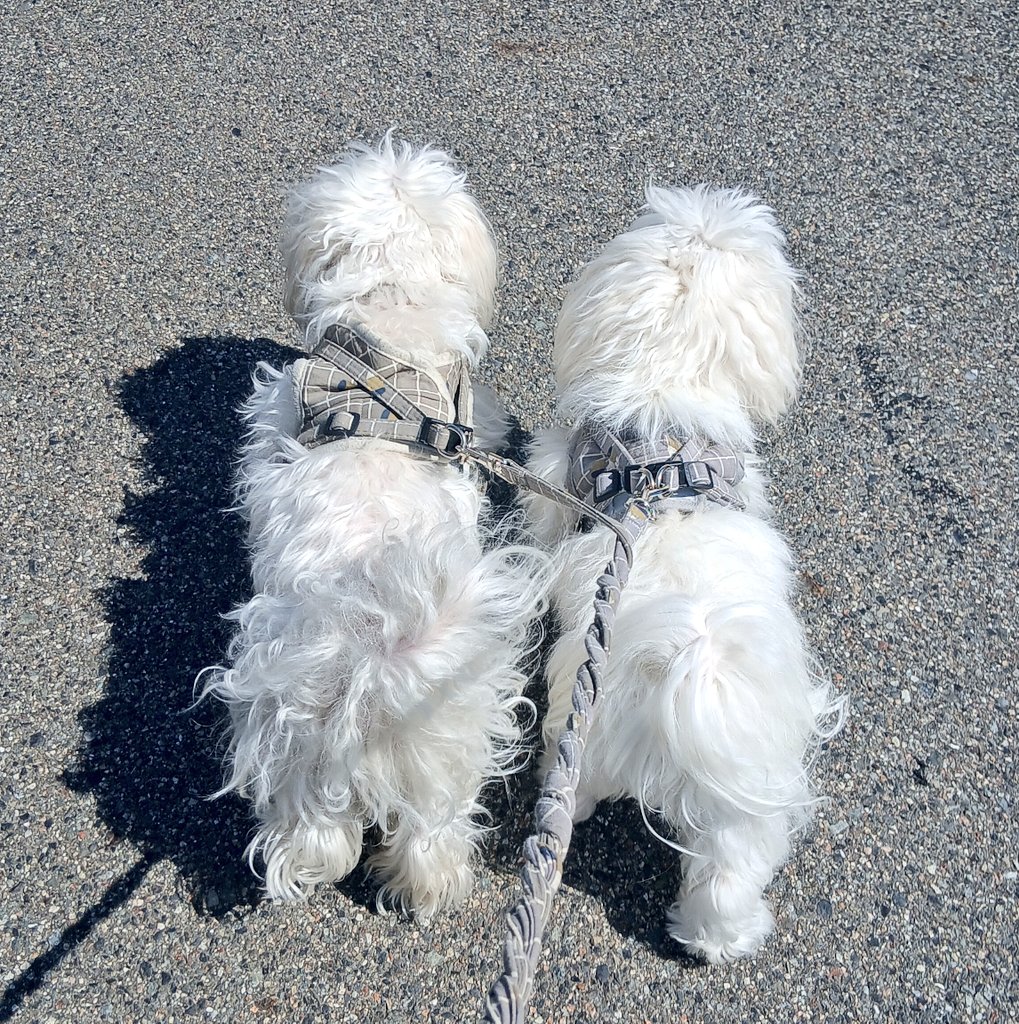 かこりん✨コンティニューキャリア/健康と仕事と人生と tweet media