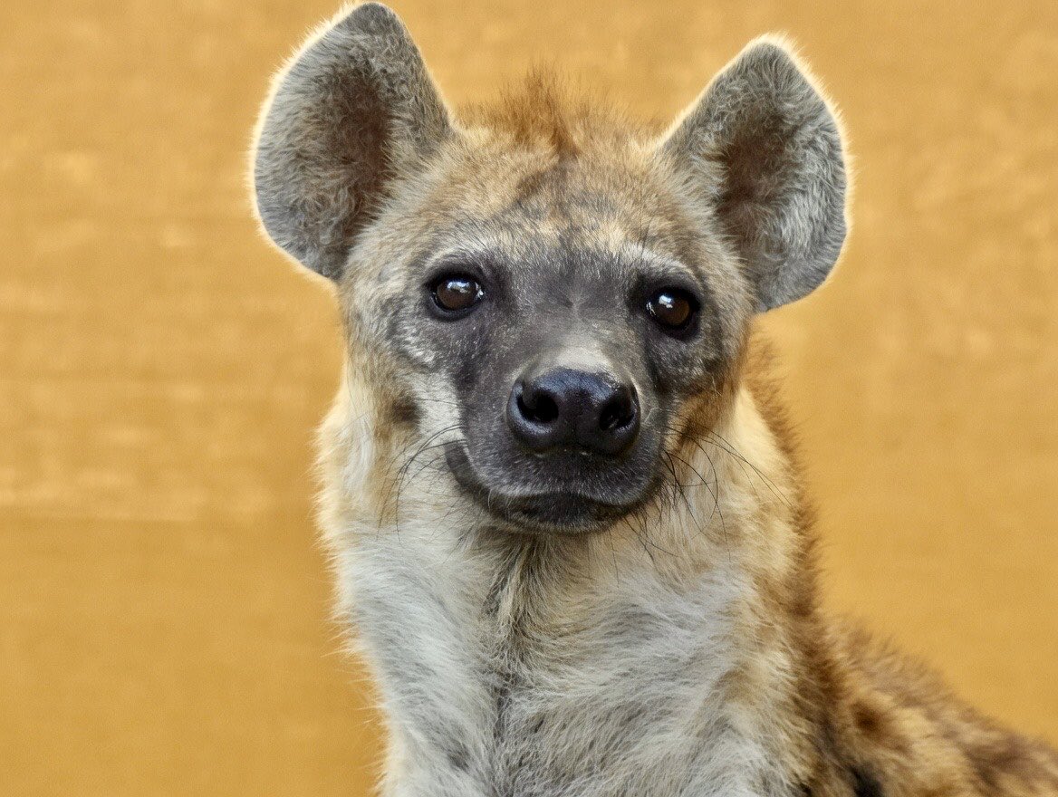 lycaon_remuru's tweet photo. おはブッチー君🐾
#ブチハイエナ 
#ハイエナ地位向上委員会
#のいち動物公園 https://t.co/kQaheyd7Uw