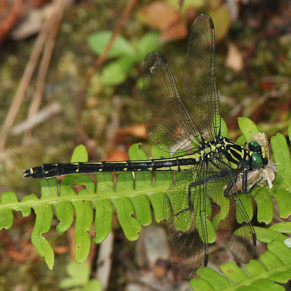 OPNmagazine's tweet photo. By studying a unique, light-activated protein in dragonflies, researchers may have unlocked new opportunities for deep-tissue optogenetics.
Read the OPN story: https://t.co/k9Pwrk51ZU
#optogenetics #proteins #light https://t.co/XU7kBvSLys