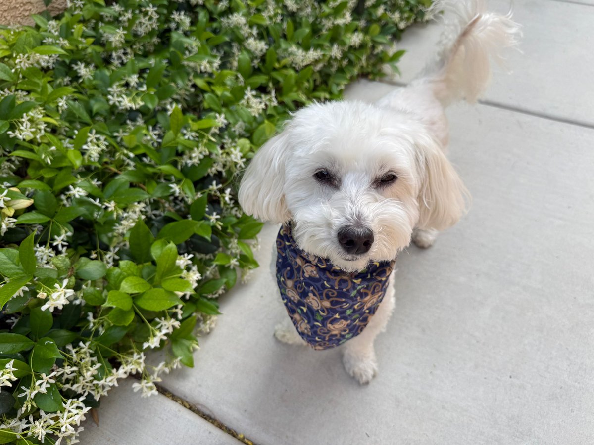 SirBailey2's tweet image. Stopped to’s smell the’s fragrant floofs 🌸 Thems hast an great bouquet. With hints of the’s vanilla. An vibrant citrus. Notes of the’s lime, green apple, pear an mineral 💐🐶🐾 #couldstillusethessunglasses #dogsofx #dogsoftwitter #adogslife #doggo #pets 💚