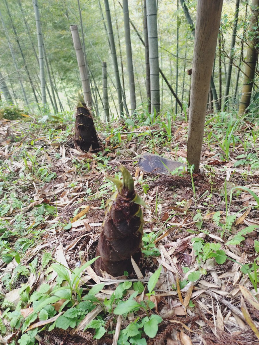 安西のひろひろ tweet media