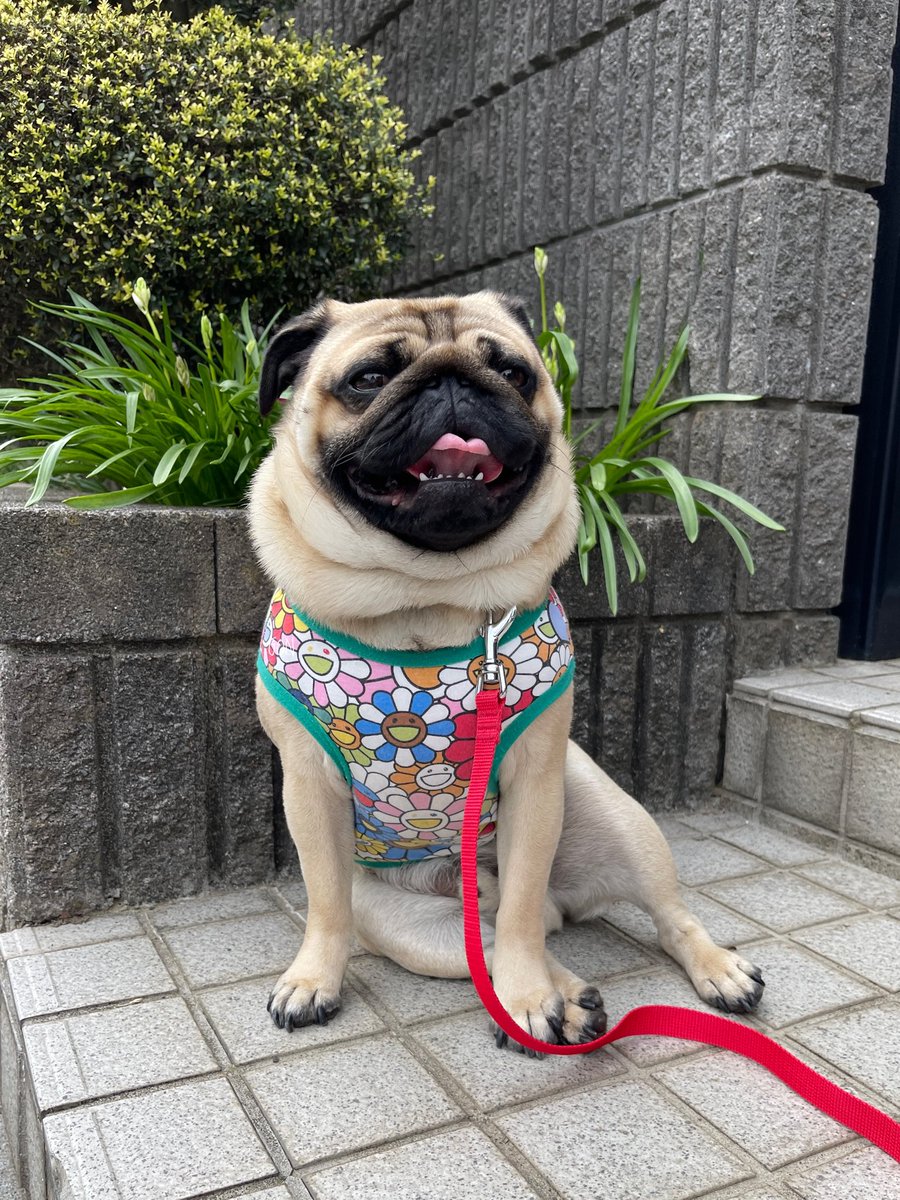 ばぐパグ tweet media