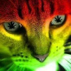 loopcinemas's tweet photo. Gato Makonha https://t.co/9pDcG74E58