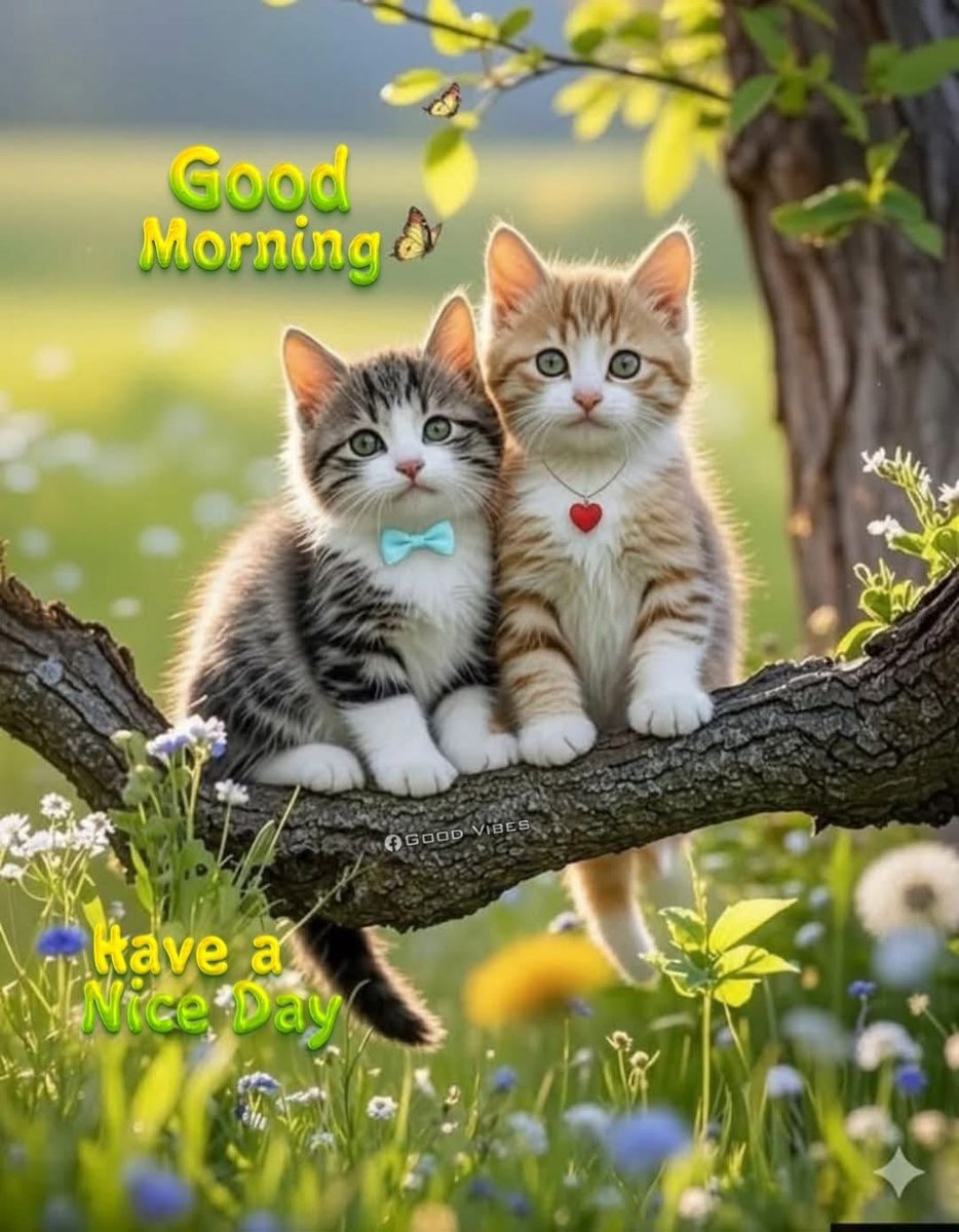 Ёс суртахуун эрхэмлэгч, хөгжлийн бодлогын судлаач tweet media