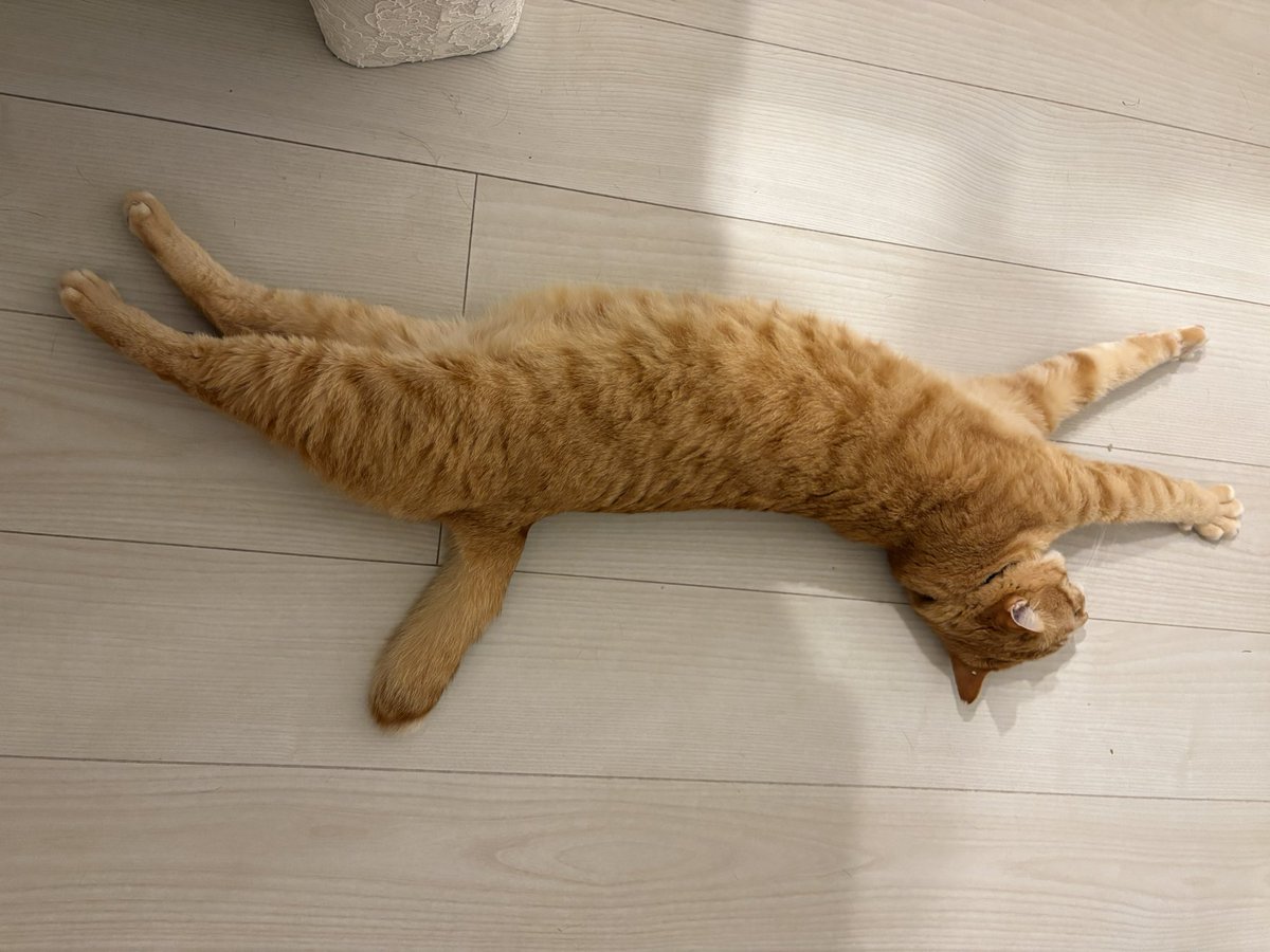 Kanae🎹🐈 tweet media