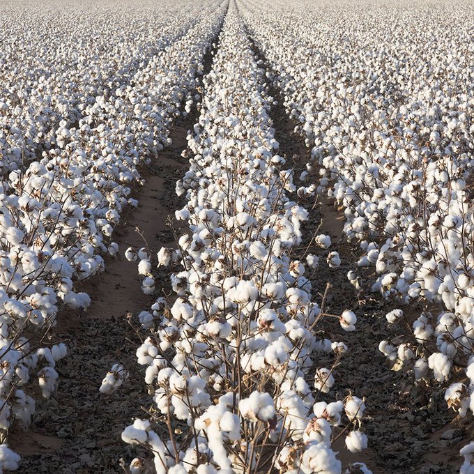 Liberta Cherguia 🇪🇺 tweet media