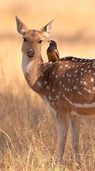 daily bambichael tweet media