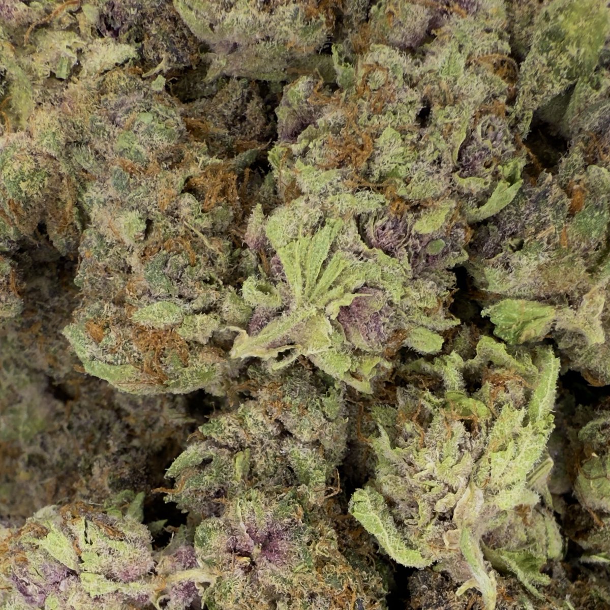 Bay Smokes 🍃 tweet media