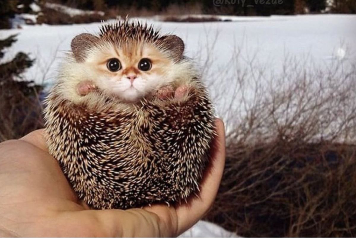 Luis pendejo tweet media