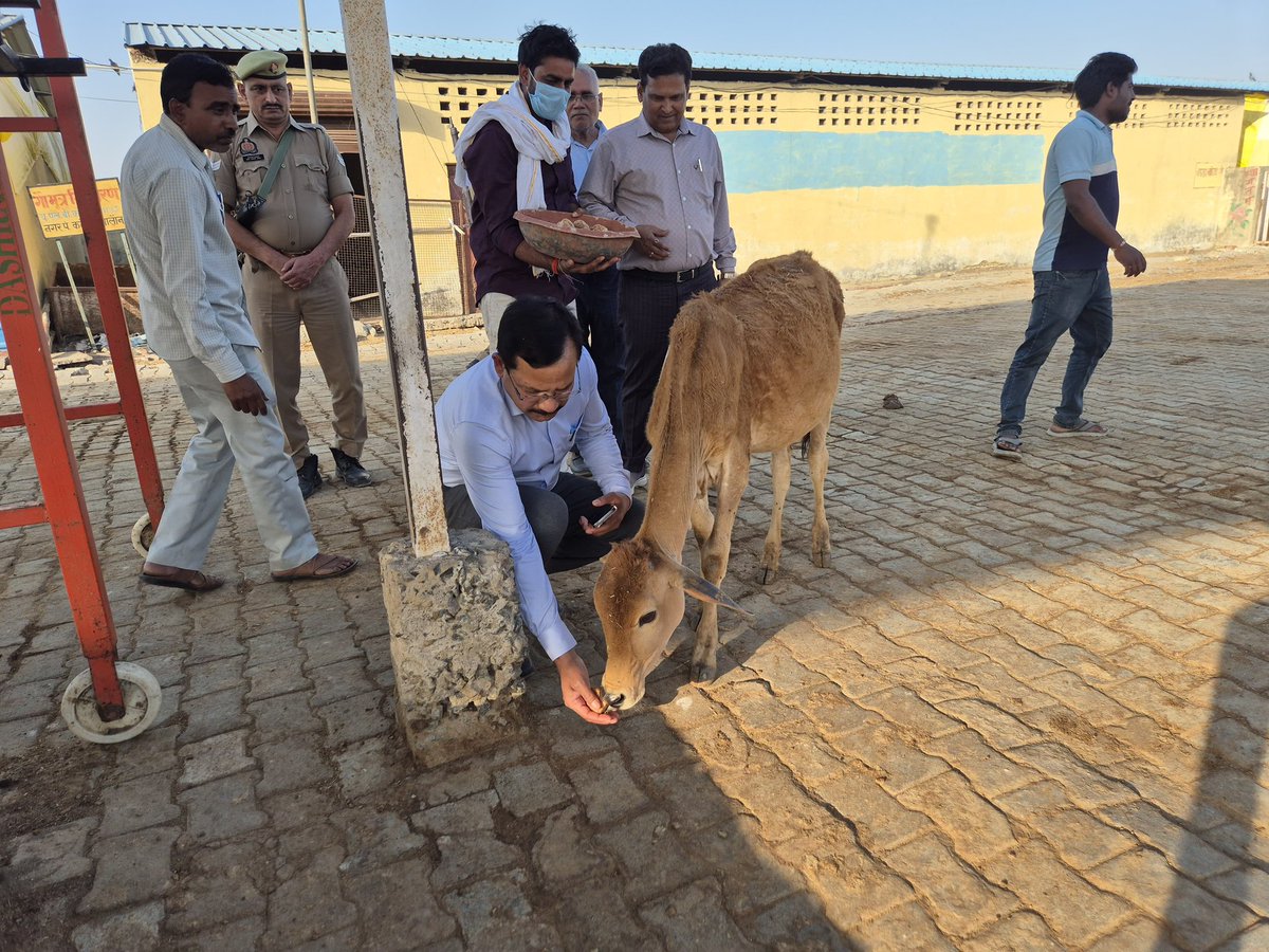 dmJalaun's tweet photo. जिलाधिकारी राजेश कुमार पाण्डेय द्वारा कदौरा स्थित गौशाला का स्थलीय निरीक्षण  कर संरक्षित गौवंशों को कर संरक्षित गौवंशों को गुड़-चना खिलाया गया तथा मानक के अनुसार भूसा, हरा चारा, चोकर/खरी, पेयजल, नियमित स्वास्थ्य परीक्षण साफ-सफाई व शेड की व्यवस्थाओं की स्थिति का जायजा लिया तथा गौशाला परिसर में छायादार व्यवस्था सुनिश्चित करने तथा गर्मी के दृष्टिगत विशेष इंतजाम करने  हेतु संबंधित अधिकारियों को आवश्यक दिशा-निर्देश दिए।